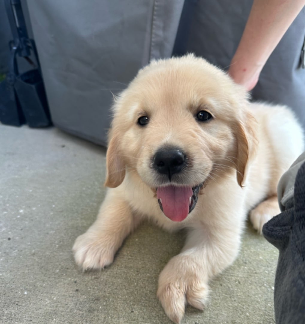 cute cuddly dog ​​looking at the camera