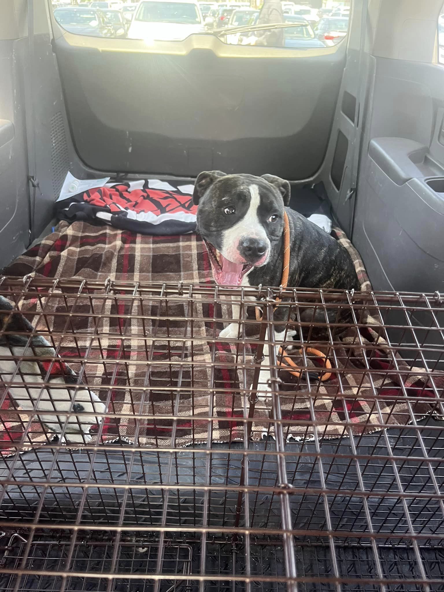 cute dog in car