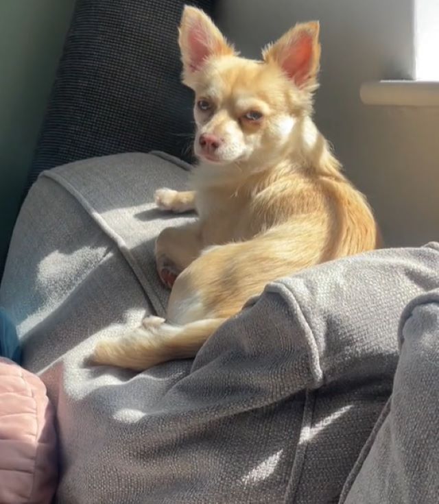 cute dog laying on a bed