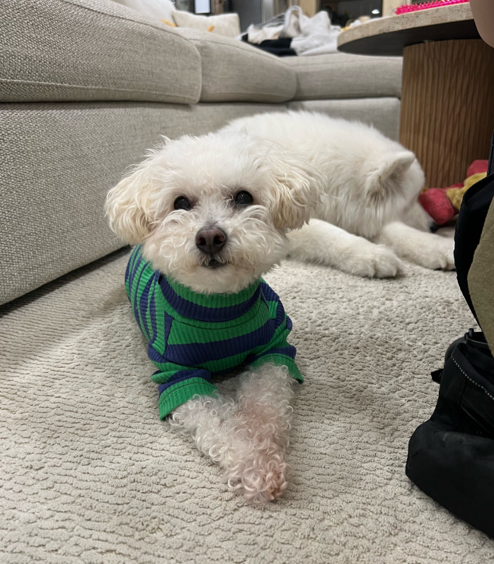 cute dog on the carpet