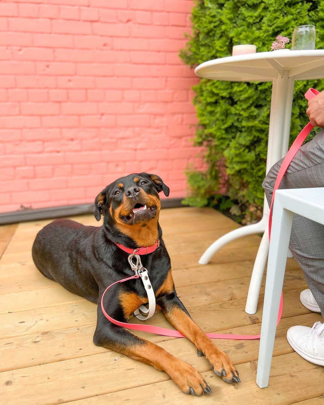 Cute Rottweiler on leash