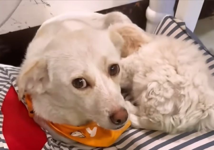 cute white dog laying