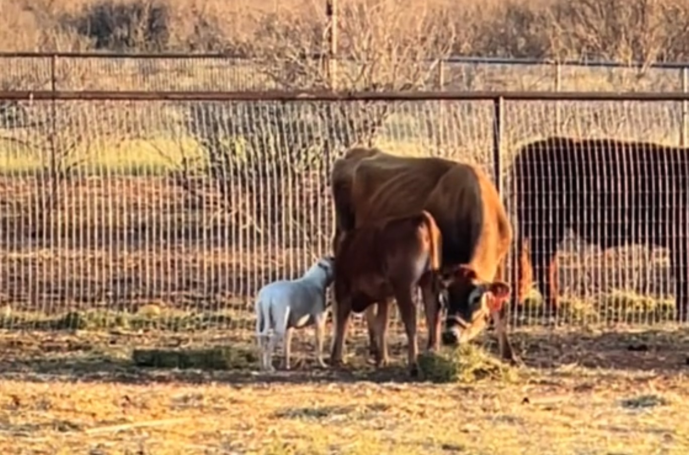 deaf pitbull and cows