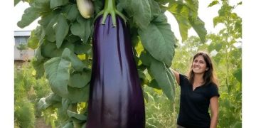 Exploring Nature’s Enigmatic Giant: The Astonishing World of the Gigantic Eggplant