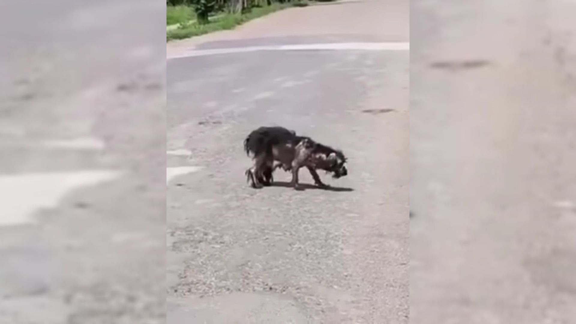 Desperate Mama Dog Cried After Her Puppies Were Taken Away But Then She Met Someone Amazing