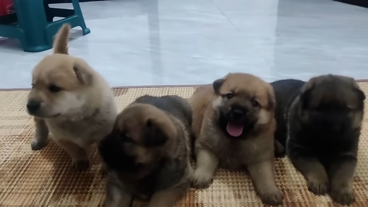 Desperate Mama Pup Leads Construction Workers To An Abandoned Container, Begging Them To Take Her Babies