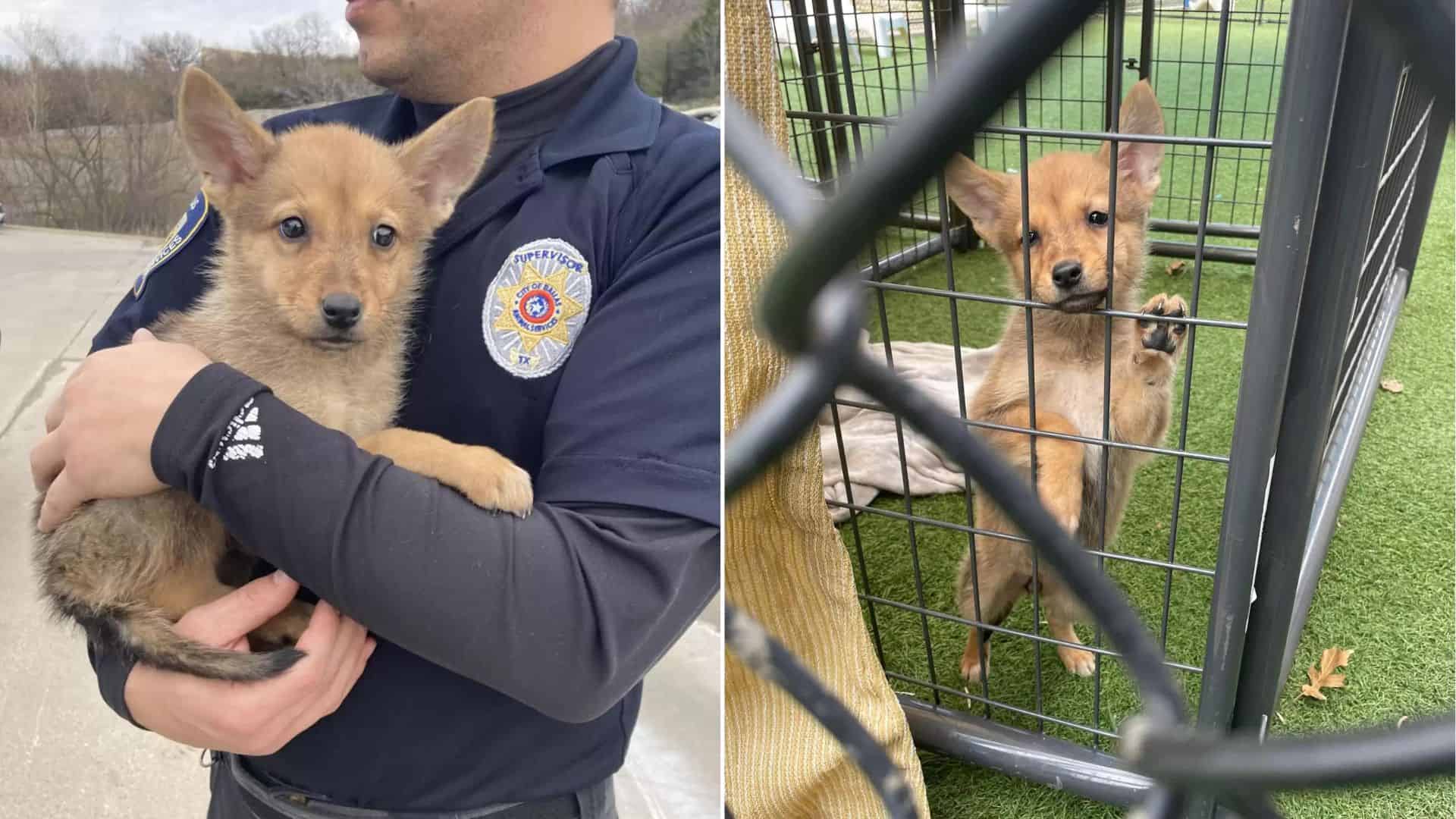 DNA Finally Reveals The Real Identity Of Dallas’ Puppy-Lookalike Mystery Animal