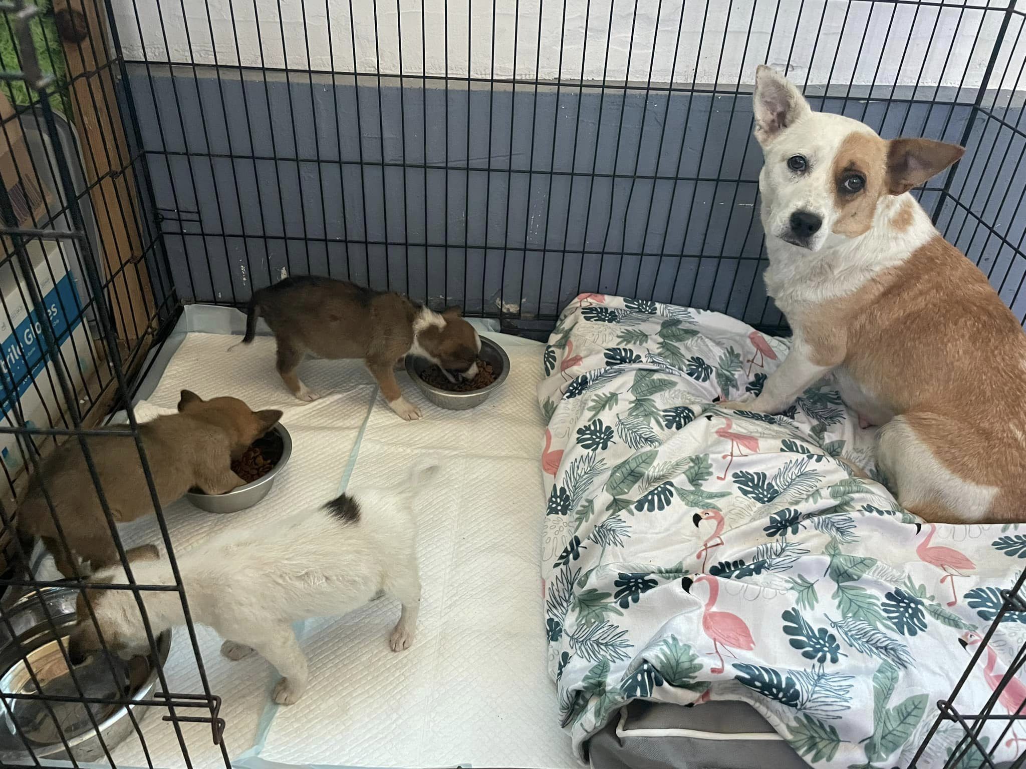 dog and puppies in a crate