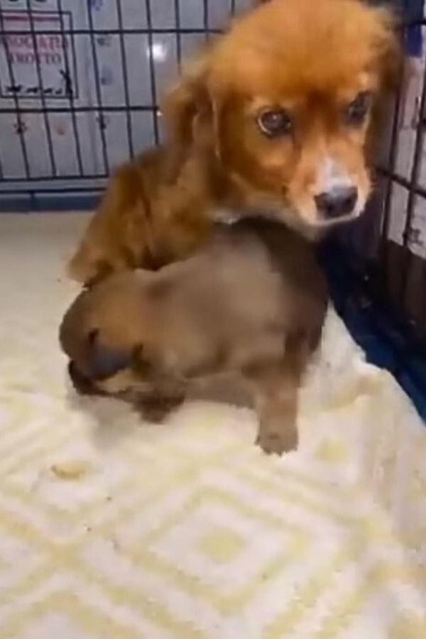 dog and puppy in a crate