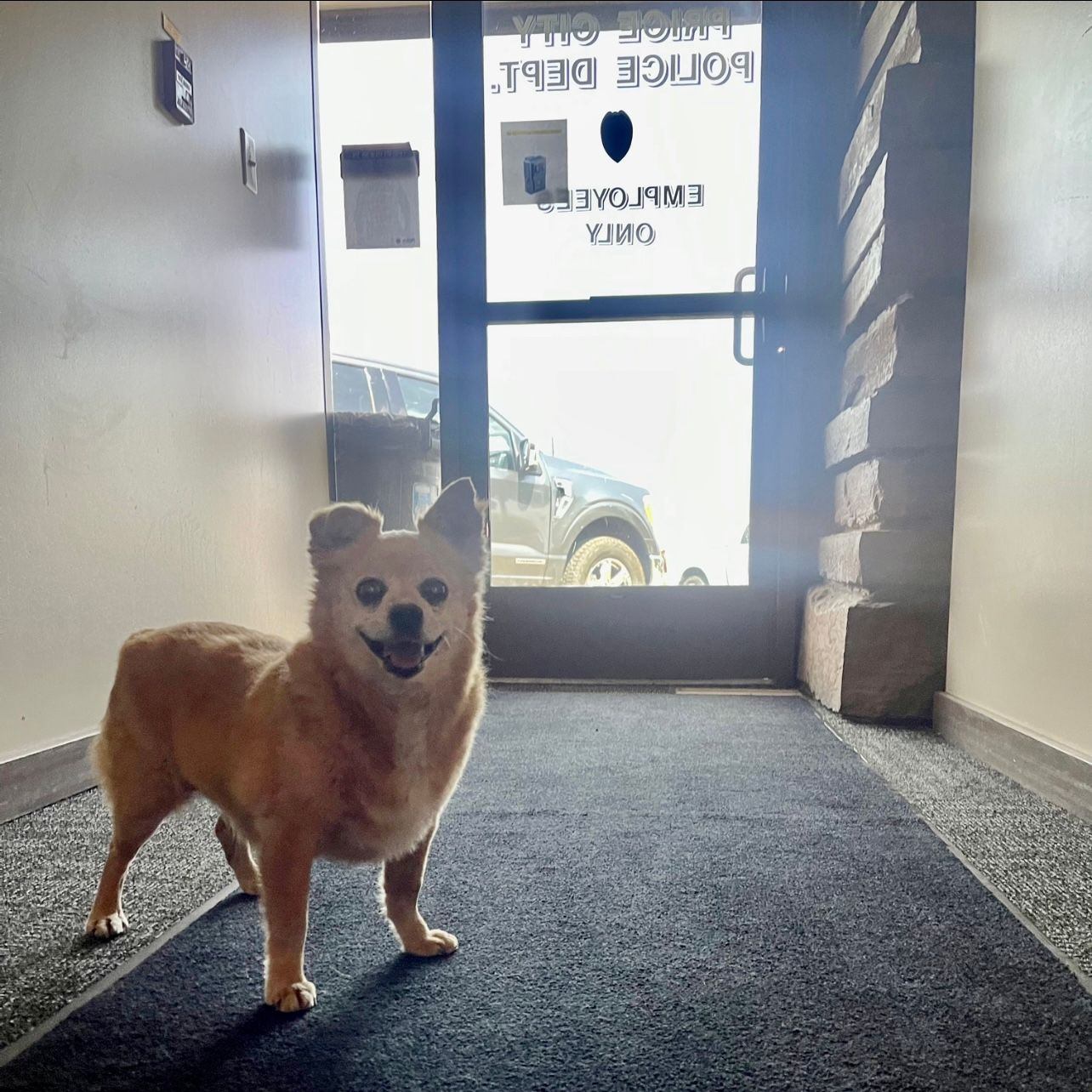 dog at the police department