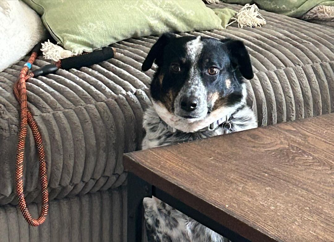 dog behind the table