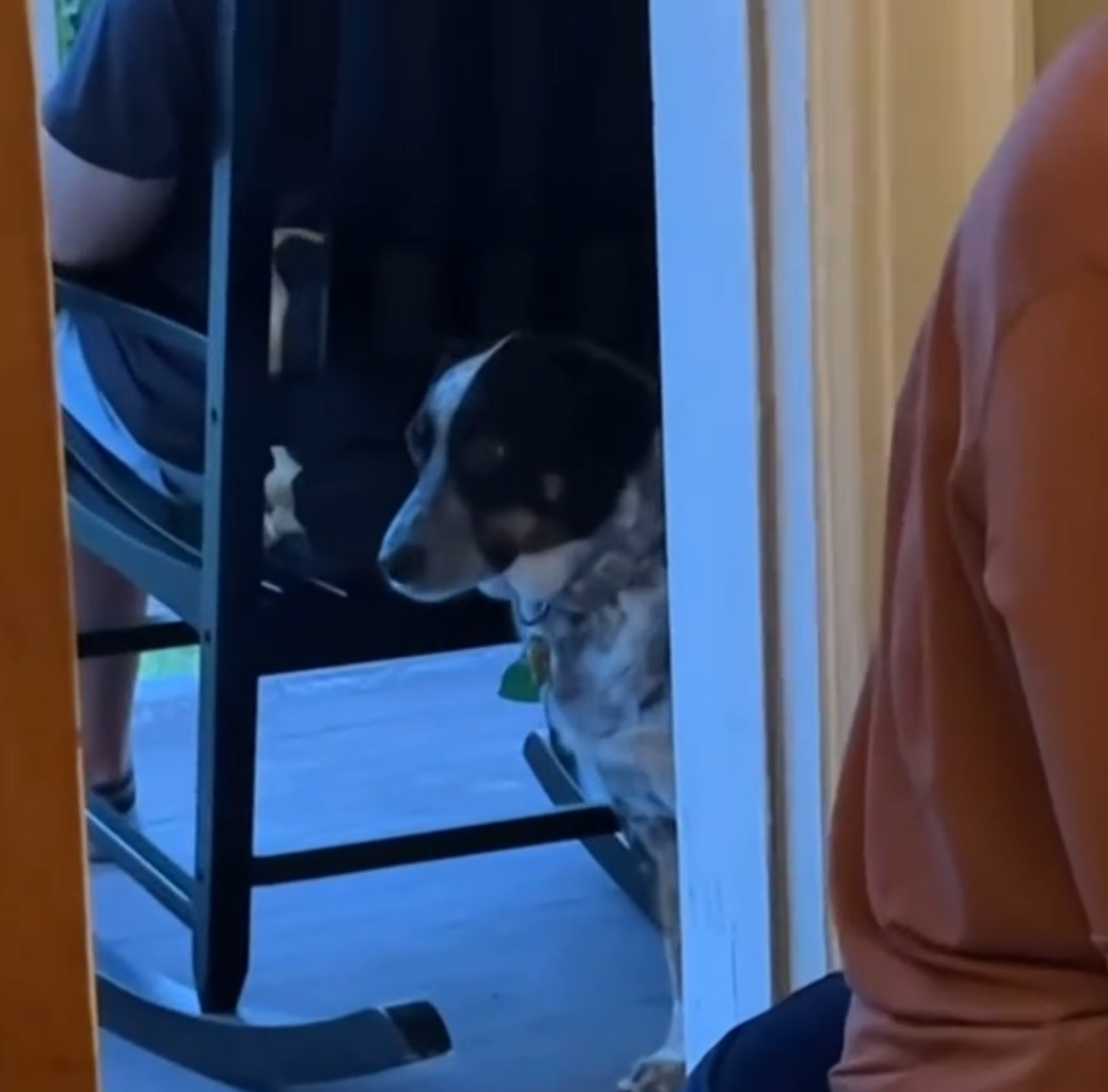 dog by the chair