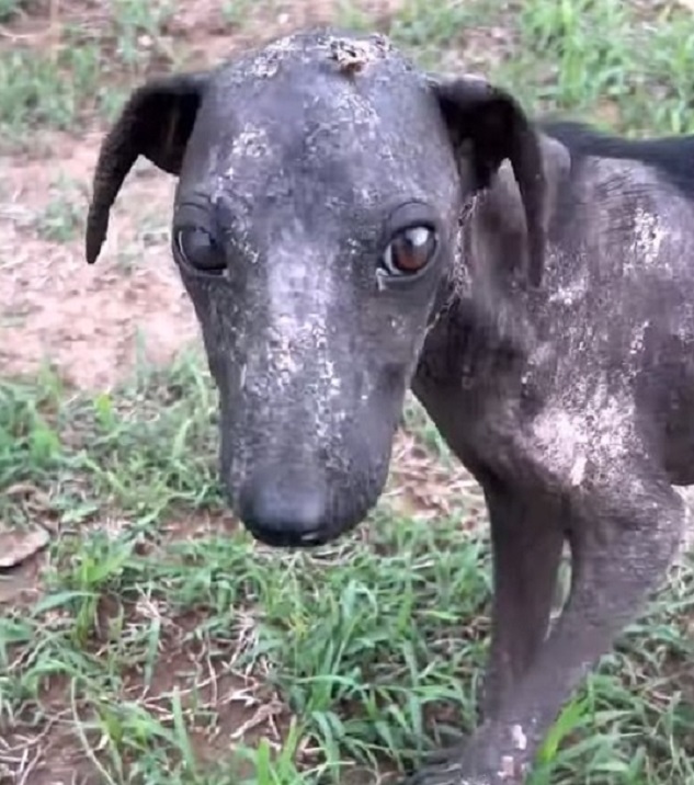 dog covered in mud