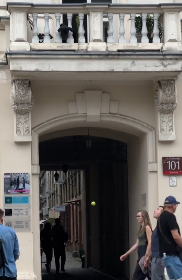 dog dropping a ball from balcony