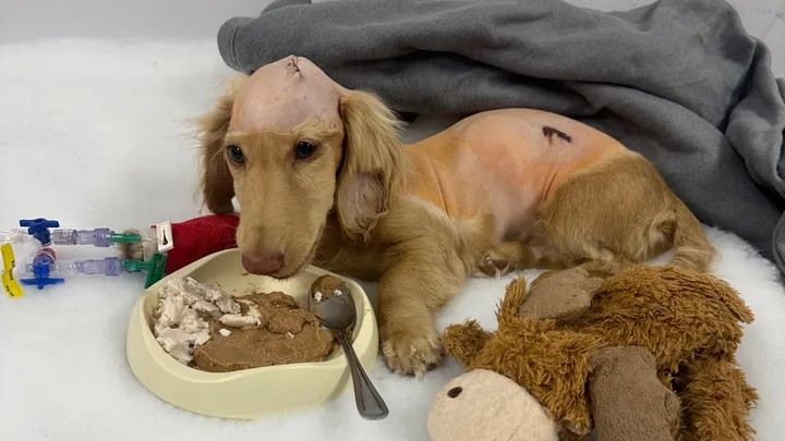 dog eating after surgery