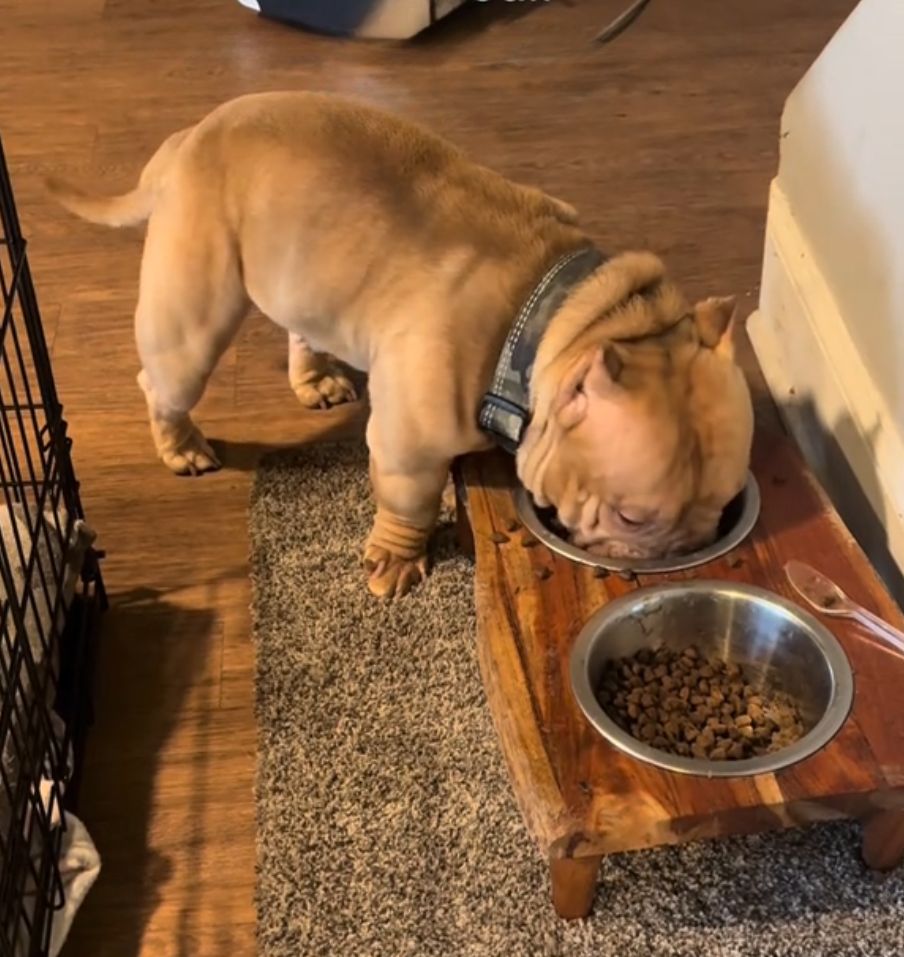 dog eats from bowl