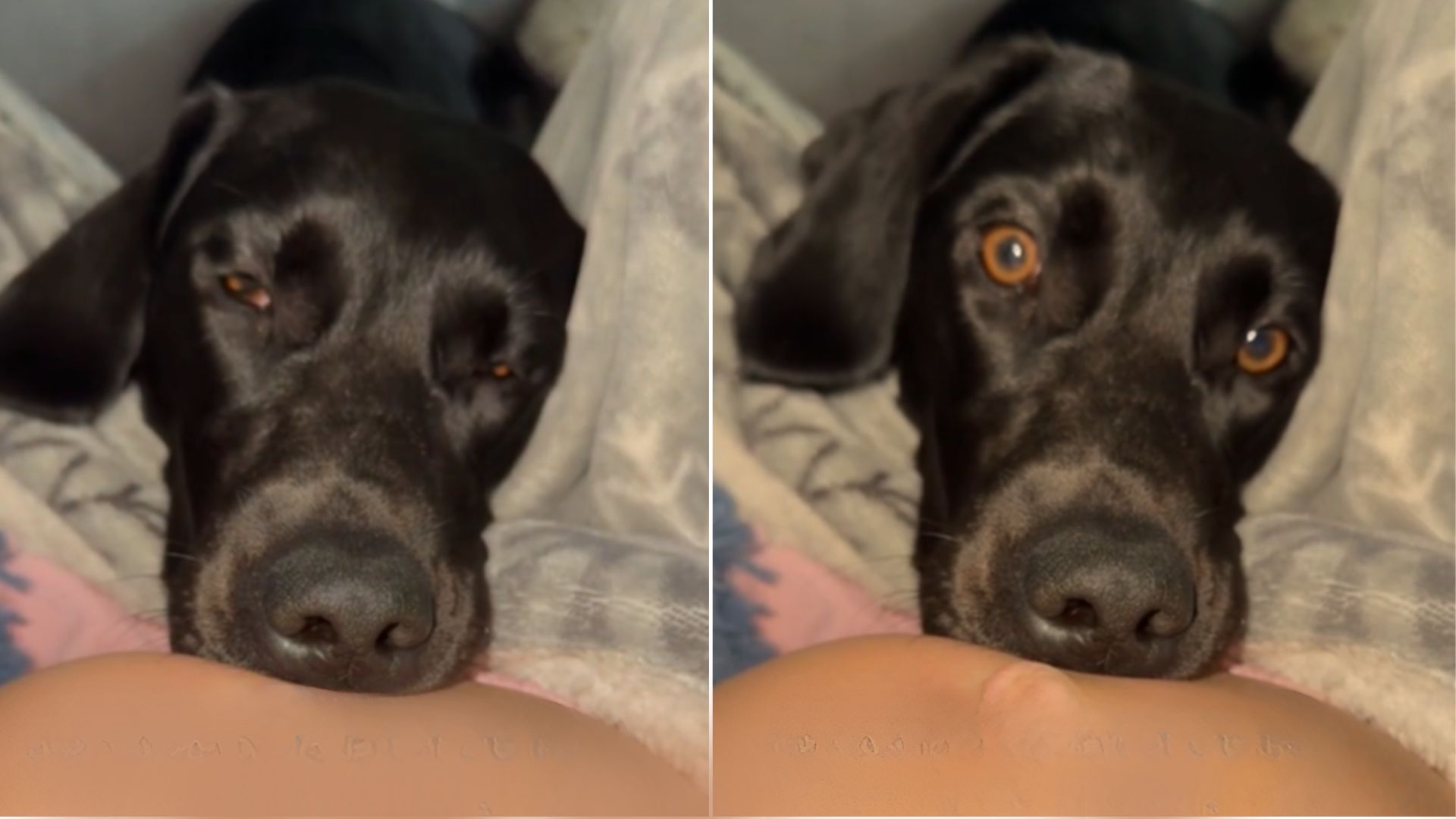 Dog Felt The Pregnant Owner’s Baby Moving, Then She Gently Laid Her Head On Mom’s Belly