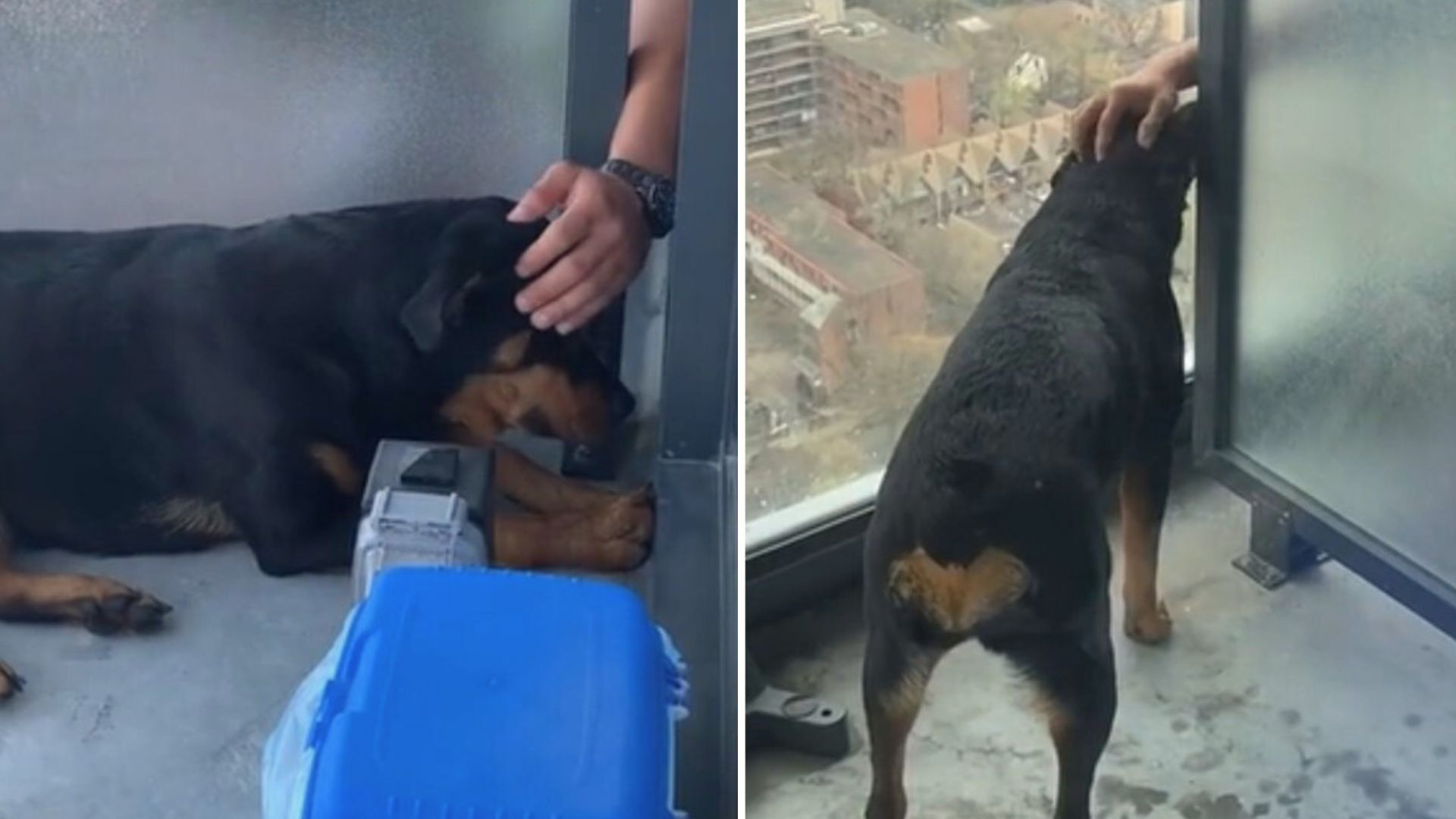 Owners Were Surprised To See Their Dog Make A New Friend In An Unlikely Place