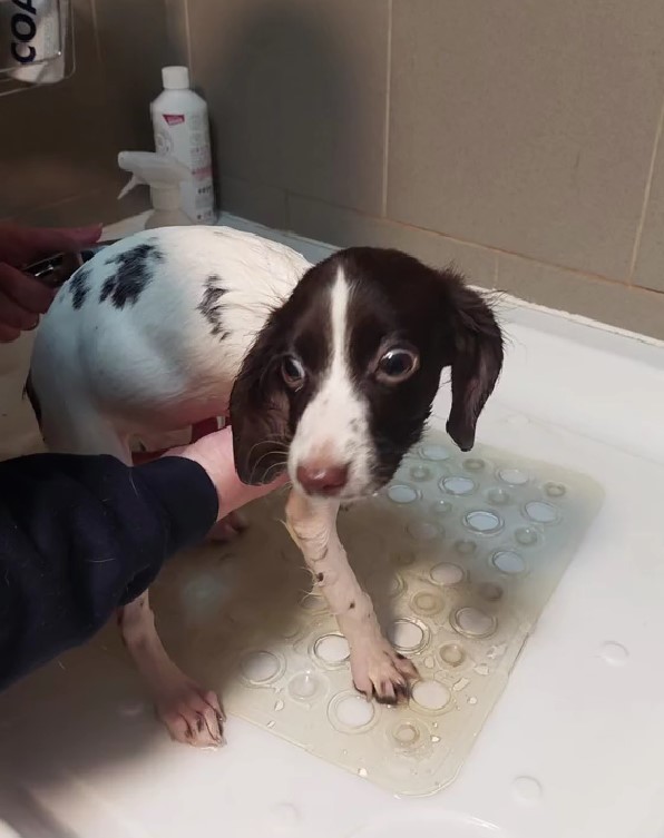 dog getting a shower