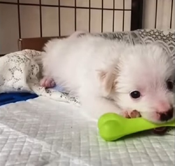 dog holding bone in mouth