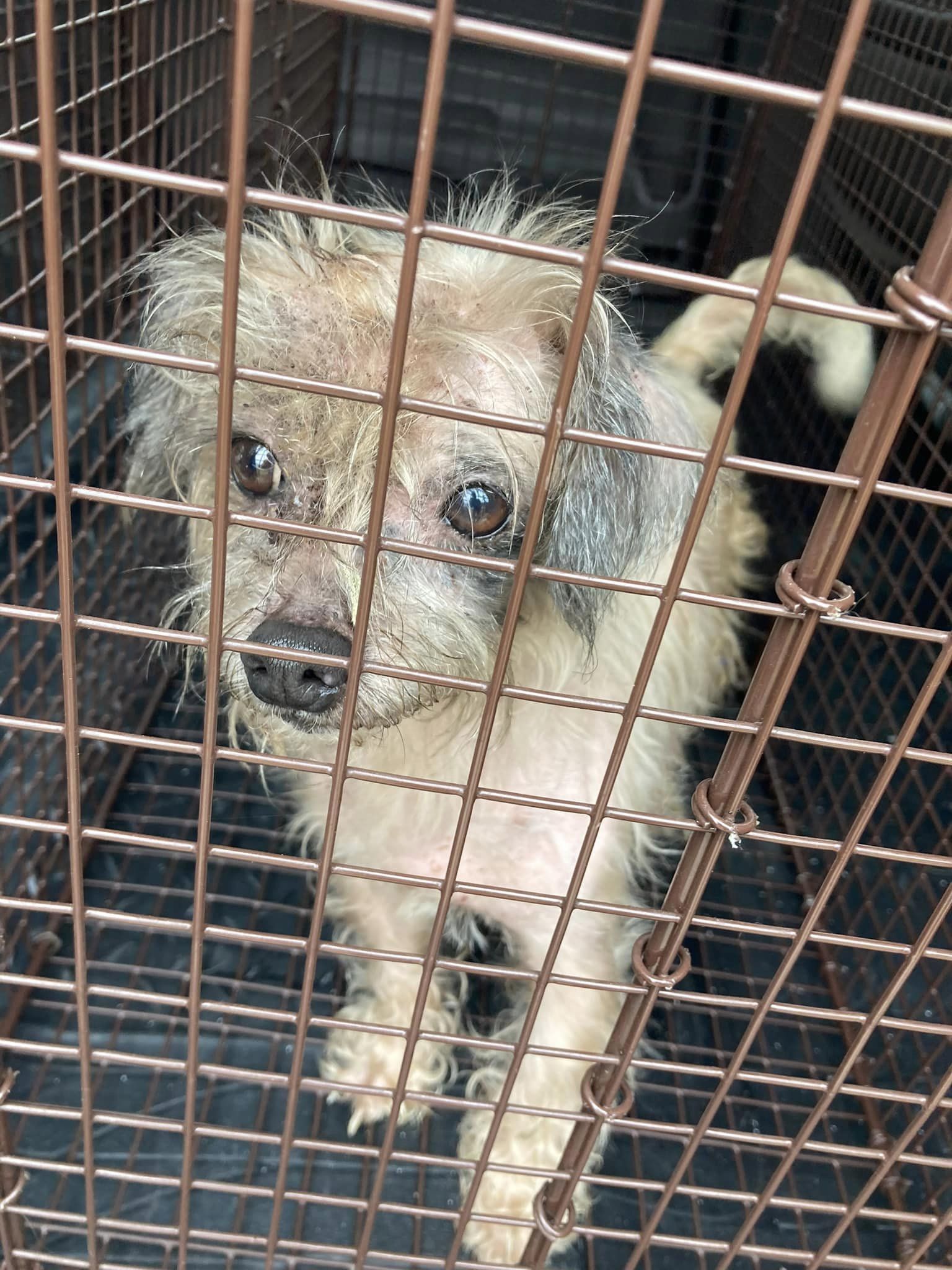 dog in a crate