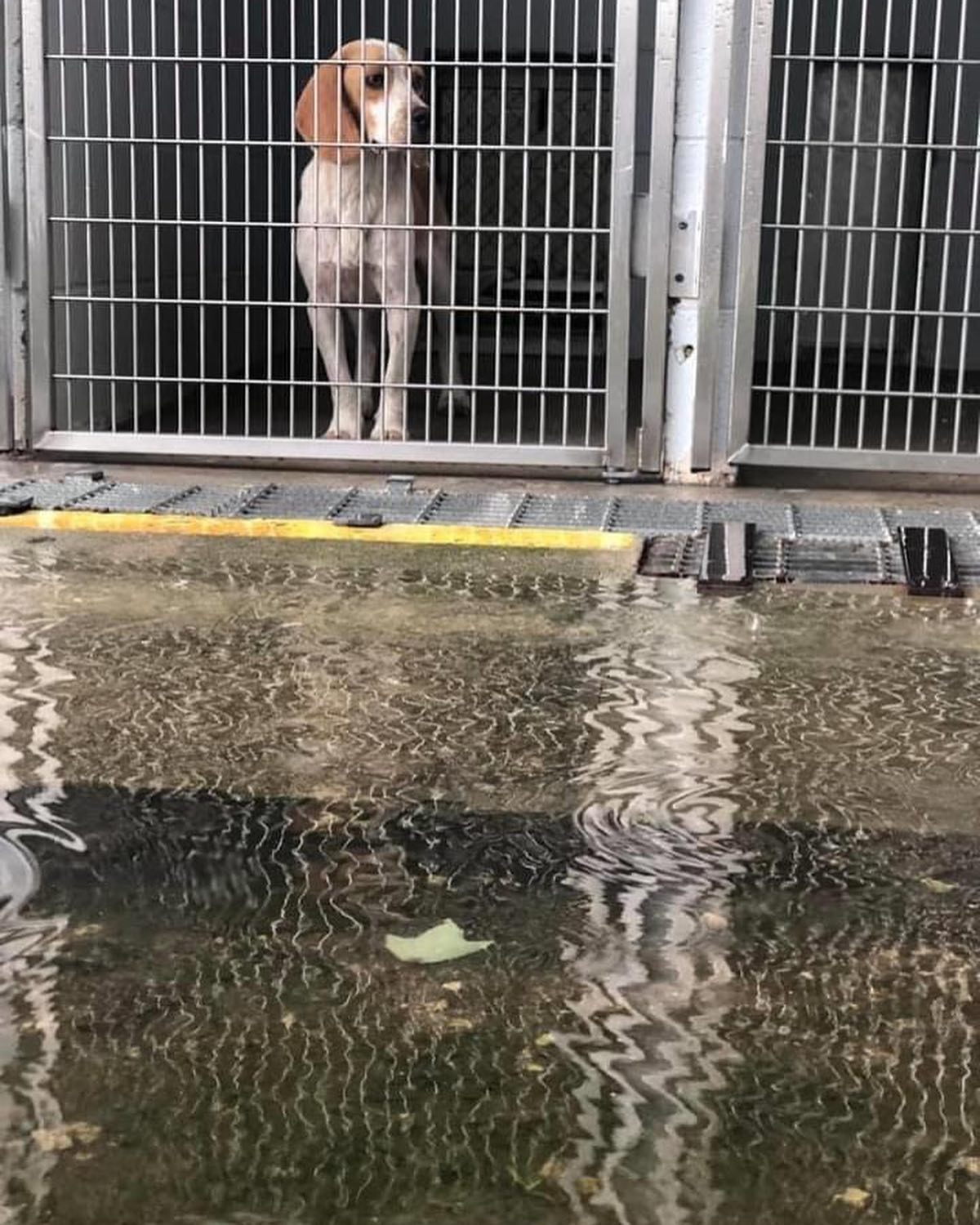 dog in a flooded shelter