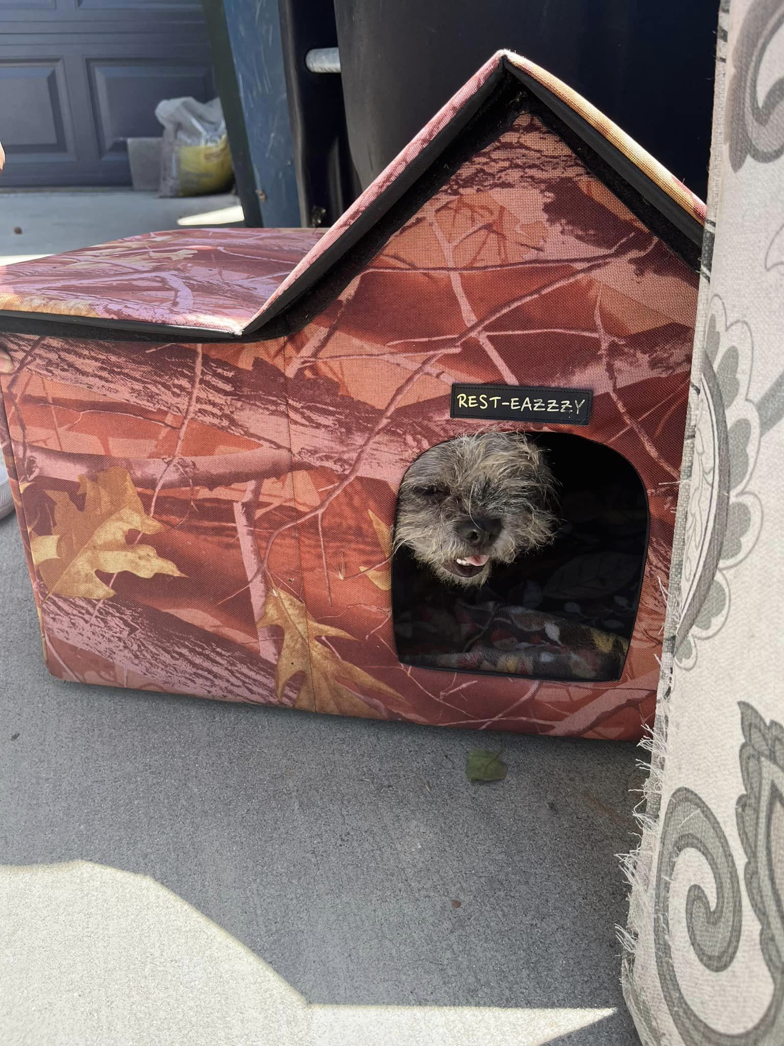 dog in a little dog house