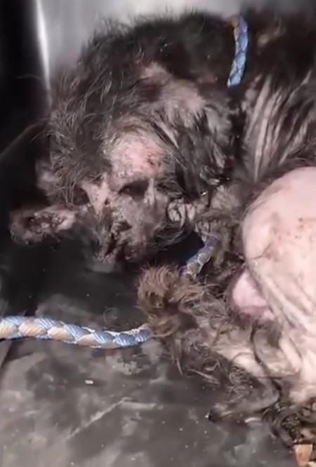 dog in bad condition