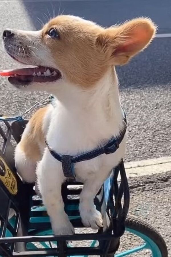 dog in bike basket