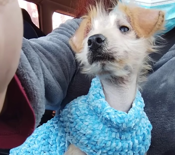 dog in blue sweater