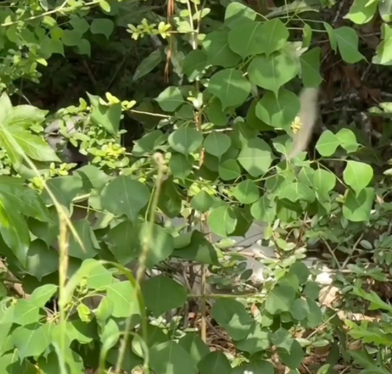 dog in overgrown bushes