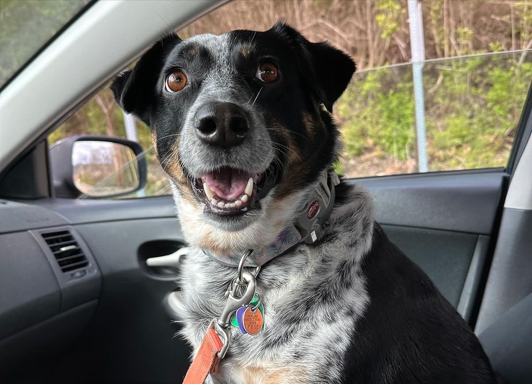 dog in the car