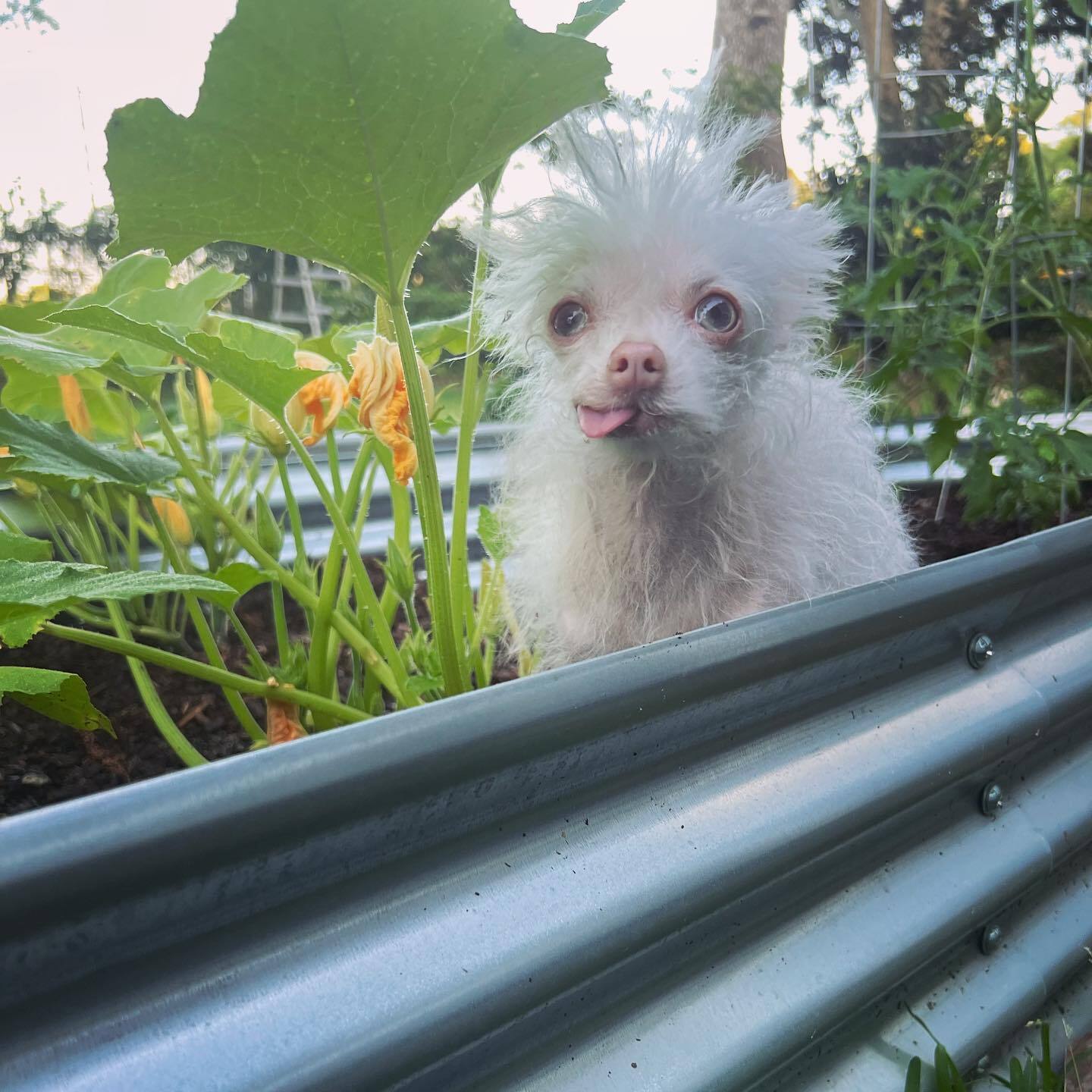 dog in yard