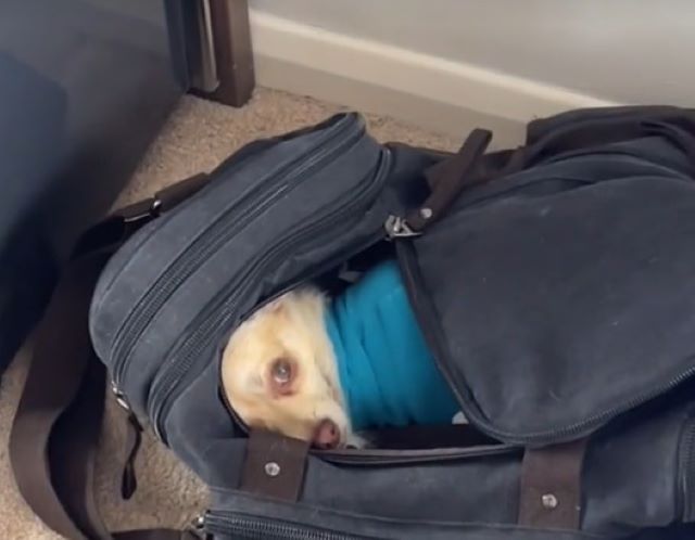 dog laying in a bag