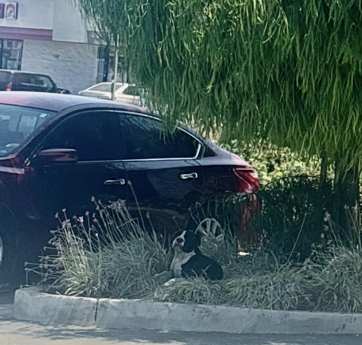 dog laying in grass