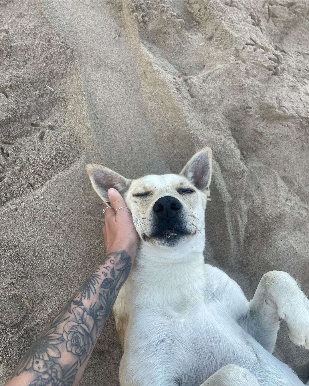 dog laying in the sand