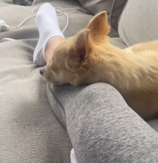 dog laying on a owners leg