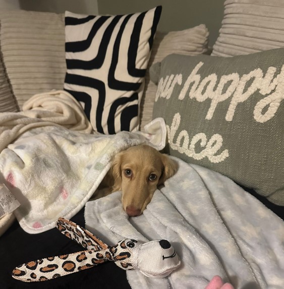 dog laying under blankets