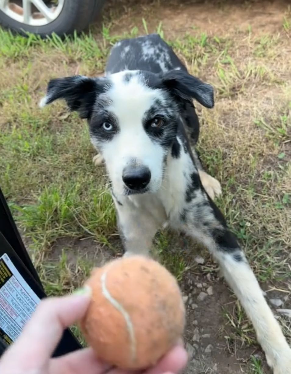 dog looking at tennins ball