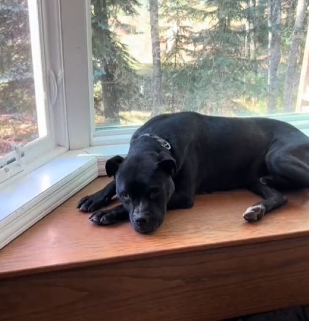 dog lying by the window