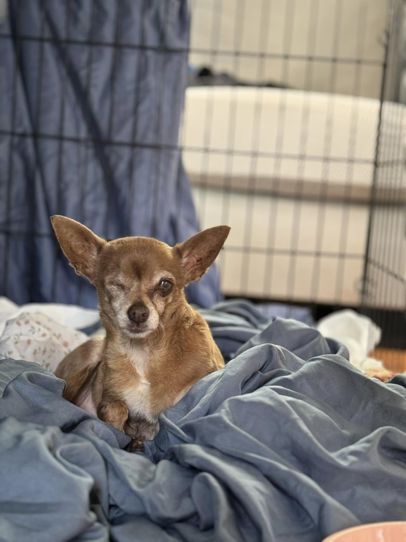 dog lying in bed