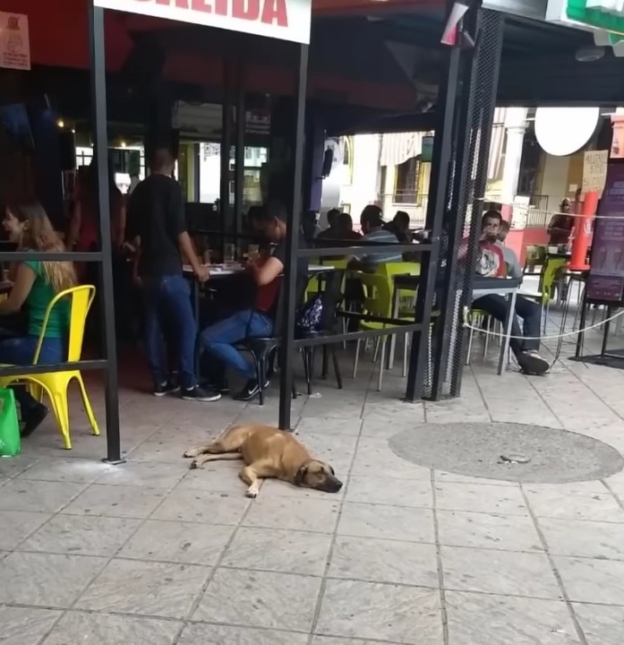 dog lying in front of a bar