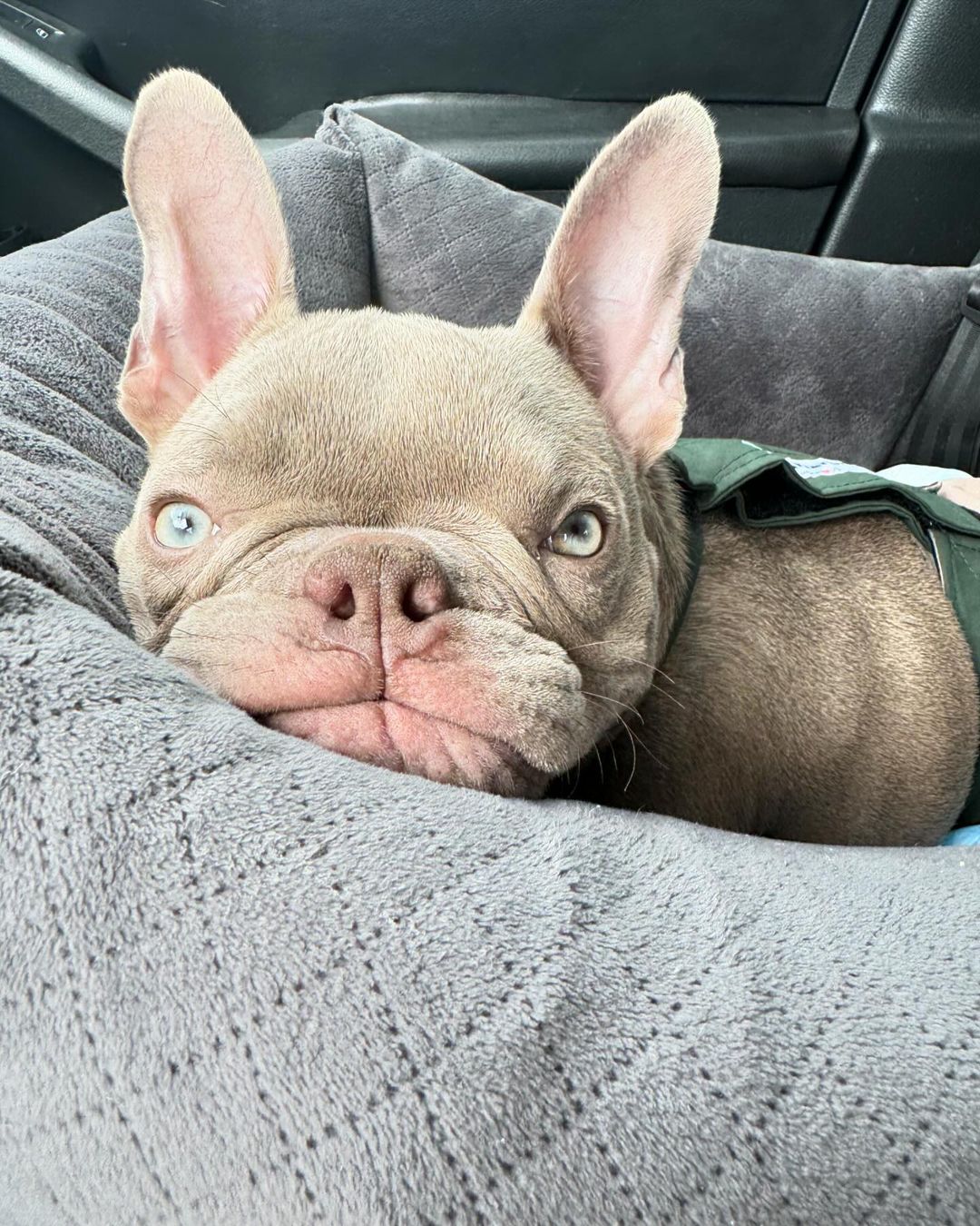 dog lying in his bed while driving in car