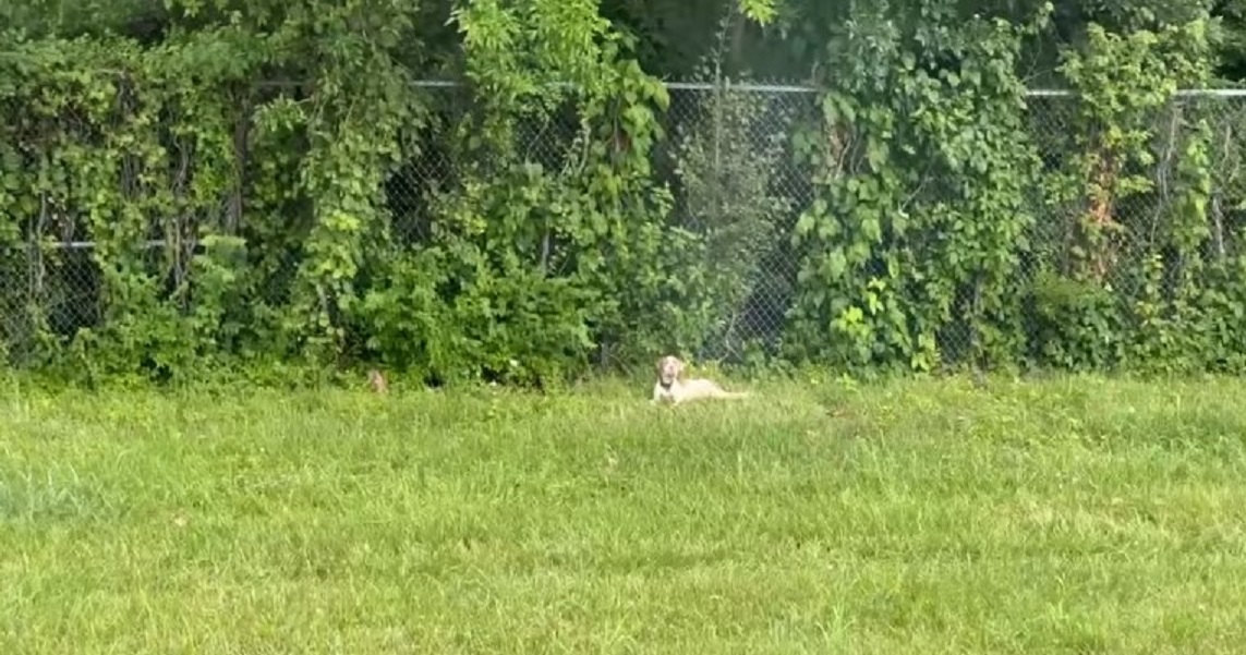 dog lying in the grass