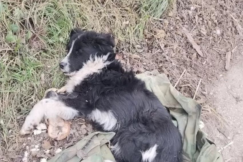 dog lying near the road