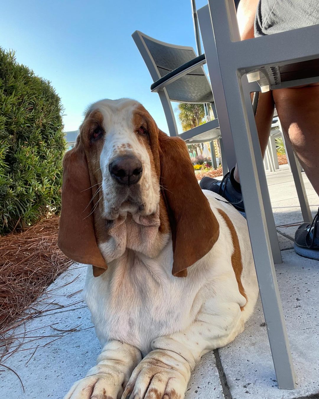 dog lying next to a table