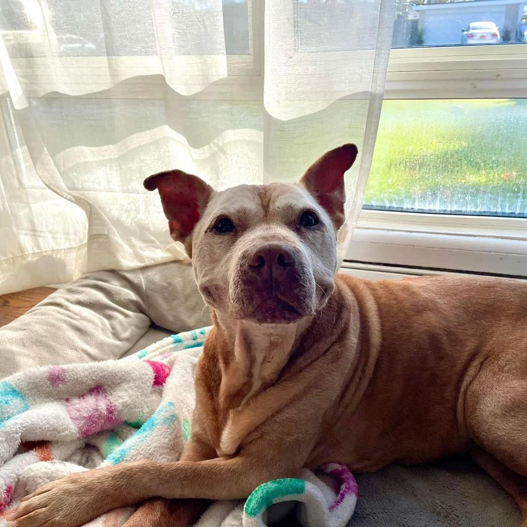 dog lying next to a window