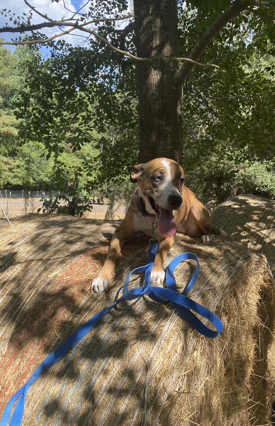 dog lying on hay