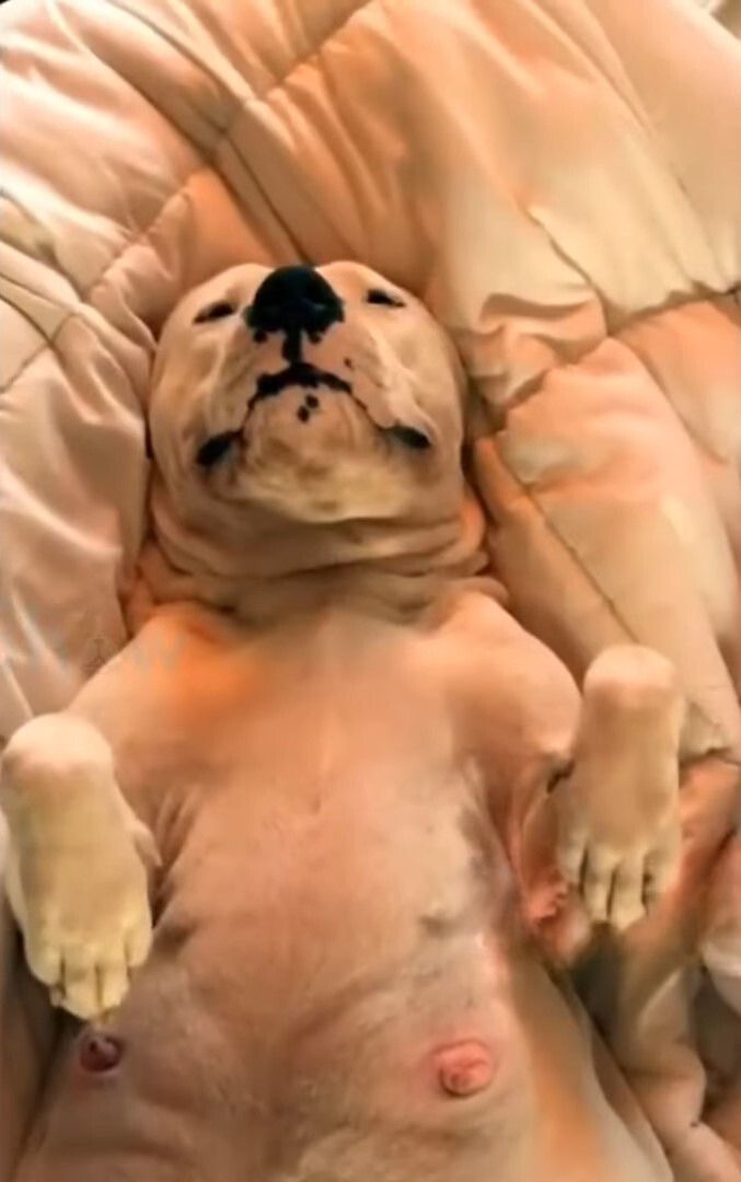 dog lying on his back