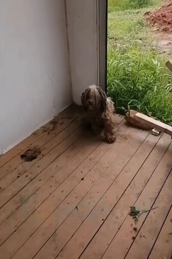 dog lying on porch